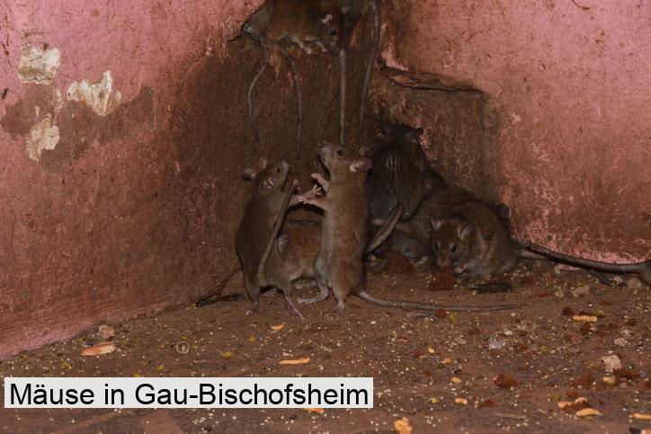Mäuse in Gau-Bischofsheim